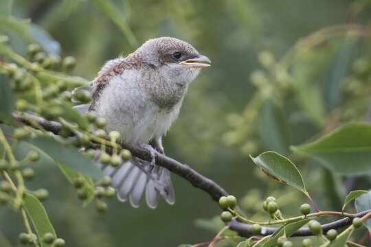 Red-backed shrike (Lanius collurio), young bird, Emsland, Lower Saxony, Germany