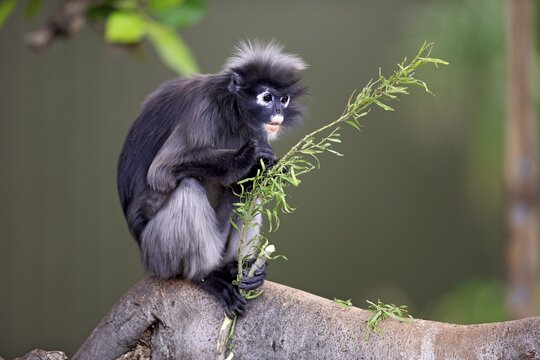 Dusky Leaf Monkey or Southern Langur  (Trachypithecus obscurus), adult on tree holding food, native to Asia, Singapore