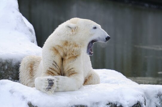 Polar bear (Ursus maritimus), captive