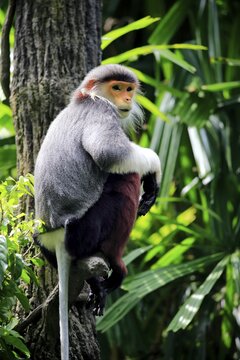 Red-shanked douc (Pygathrix nemaeus), adult, on tree, occurrences in Southeast Asia