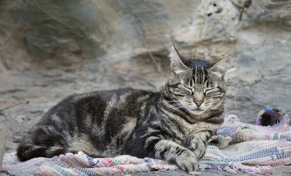 Tabby cat sleeping on carpet, Corsica, France