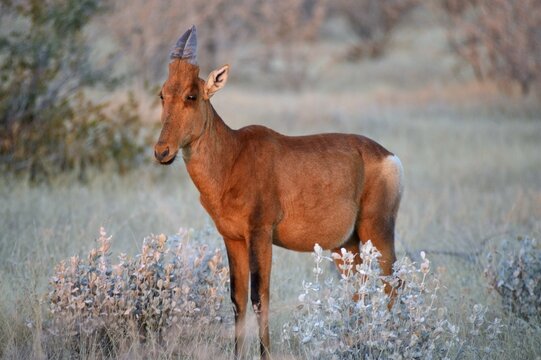 Hartebeest (Alcelaphus buselaphus) in the early morning, Etosha National Park, Namibia, Africa