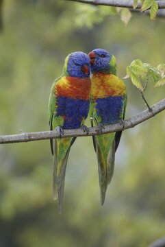 Rainbow Lories, pair, Australia (Trichoglossus haematodus moluccanus)