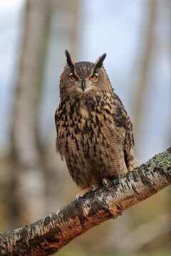 Eurasian eagle-owl (Bubo bubo), adult, on tree, alert, in autumn, Bohemian Forest, Czech Republic