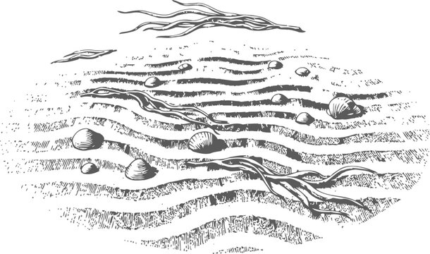 Seaweed and seashells on sandy beach with wavy textured sand pattern vintage illustration