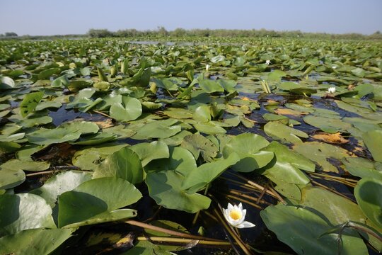 Water Lilies (Nymphaea), Danube Delta, Murighiol, Romania, Europe