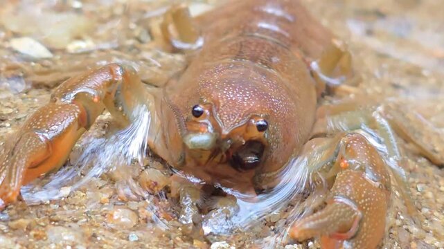 



Macro Shot of a Crayfish in the Wild Water Environment 9


