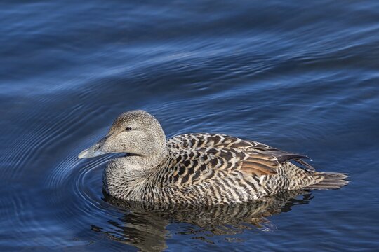 Common eider (Somateria mollissima) adult female swimming in the water, North Urland eystra, Iceland