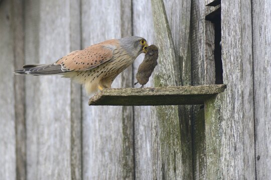 Common kestrel (Falco tinnunculus) with mouse, Emsland, Lower Saxony, Germany