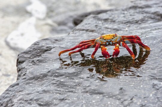 Sally Lightfoot crab (Grapsus grapsus), Gal&aacute;pagos