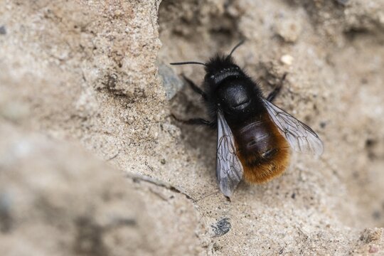 Horned mason bee (Osmia cornuta), Emsland, Lower Saxony, Germany