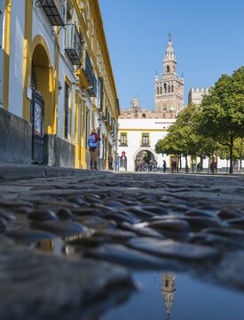 Patio de Banderas, view of La Giralda, former minaret, bell tower of the cathedral of Sevilla, Catedral de Santa Maria de la Sede, Sevilla, Andalusia, Spain