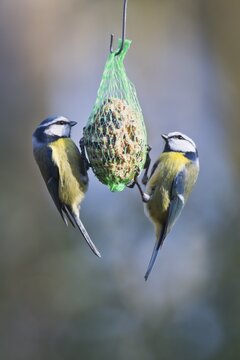 Blue Tit (Parus caerulea) at the Tit Dumpling, Emsland, Lower Saxony, Germany
