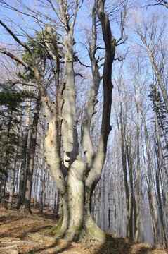 Beech, natural monument on the hiking trail on Hocheck Mountain, Triestingtal, Lower Austria, Austria, Europe