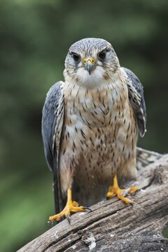 Merlin (Falco columbarius), Emsland, Lower Saxony, Germany