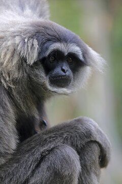 Silvery gibbon (Hylobates moloch), Java gibbon, bow-wow, adult, sitting, portrait, looking into camera, captive, Mogo, New South Wales, Australia