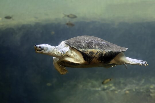 Burmese Roofed Turtle (Batagur trivittata), adult, in water, swimming, Myanmar, Asia, captive