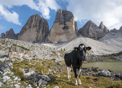 Cow with heart-shaped fur pattern on her forehead on the alpine pasture, north faces of the Three Peaks of Lavaredo, Sexten Dolomites, South Tyrol, Trentino-South Tyrol, Alto-Adige, Italy