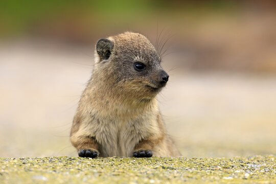 Rock Hyrax (Procavia capensis), young, portrait, alert, Betty's Bay, Western Cape, South Africa