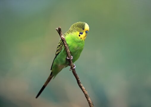 Budgie (Melopsittacus undulatus), sits on branch, captive