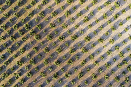 Cultivated olive trees (Olea europaea), aerial view, drone shot, C&oacute;rdoba province, Andalusia, Spain