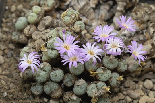 Conophytum obscurum, living stones, blooming, flowers, Stellenbosch Botanic Garden, Western Cape, South Africa