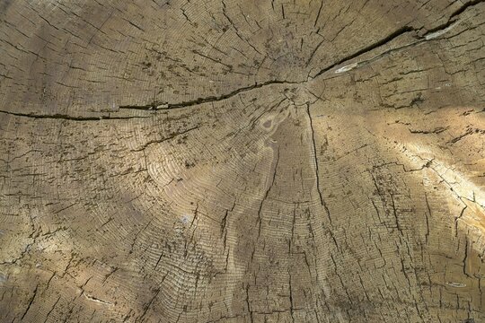 Tree trunk, growth rings, Bavaria, Germany