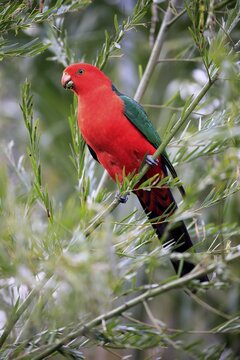 Australian king parrot (Alisterus scapularis), adult, feeding on tree, Long Beach, New South Wales, Australia