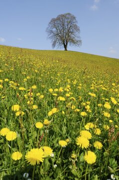 Lime tree (Tilia), solitary tree on a hill with flowering dandelions at front, Hirzel, Switzerland, Europe