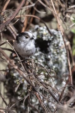 Long-tailed Tit (Aegithalos caudatus) at the nest, North Rhine-Westphalia, Germany