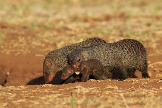 Banded mongoose (Mungos mungo), adult with pup, neck bite, mother carrying pup, group, Kruger National Park, South Africa
