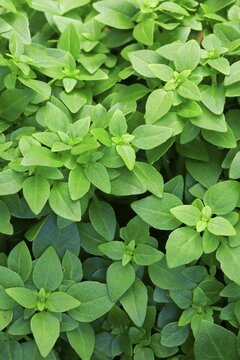Small-leaved basil (Ocimum basilicum picolino), leaves, herbs, Ellerstadt, Germany