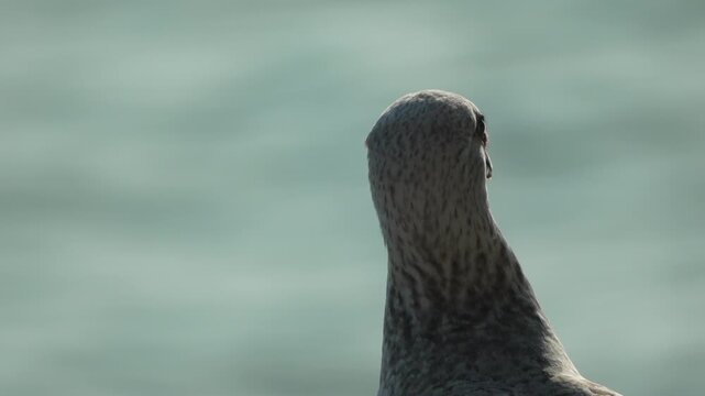 Seagull bird ocean profile shot of a wild seagull looking at the water with shimmering bokeh light reflections in nature
