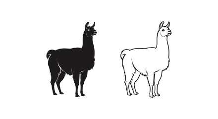 Fototapeta premium Llama vs Alpaca: Unique Wool Animals Comparison Vector