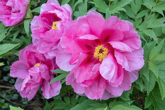 Pink flowers of tree peony Yachiyo Tsubaki, a Japanese cultivar