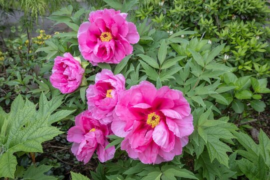 Pink flowers of tree peony Yachiyo Tsubaki, a Japanese cultivar