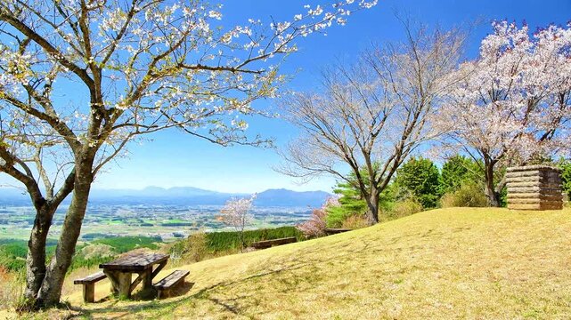 ヤマザクラ」の写真素材 | 10,134件の無料イラスト画像 | Adobe Stock