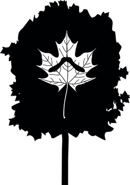 Maple tree silhouette with leaf and seeds icon. Black tree shape and white maple leaf with samara vector illustration isolated on white background