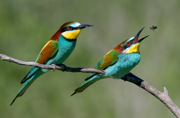 Obraz premium Close-up of a pair of European Bee-eaters (Merops apiaster), one tossing an insect in the air (juggling) before swallowing.