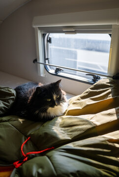 Cozy black and white cat resting on sleeping bag inside camper van with sunlight through window