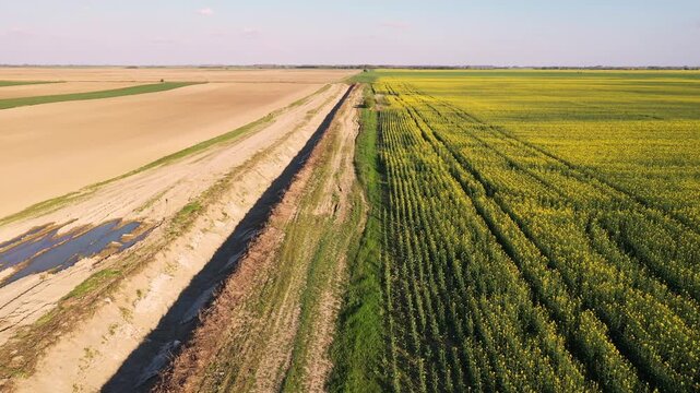 Drone shot of blooming canola field separated by water drainage ditch, farming infrastructure and geometric composition, 4K