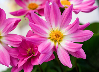 Fototapeta premium Dahlia pinnata flower blooming in garden with blurred green background