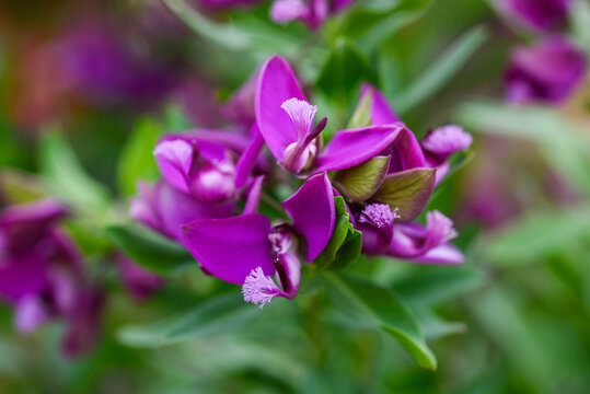 Polygala myrtifolia flower in garden with soft green blurred background
