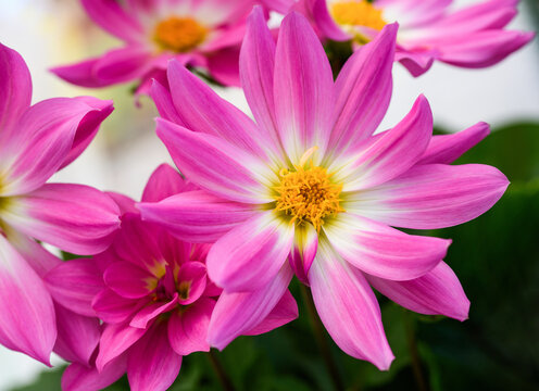 Dahlia pinnata flower blooming in garden with blurred green background