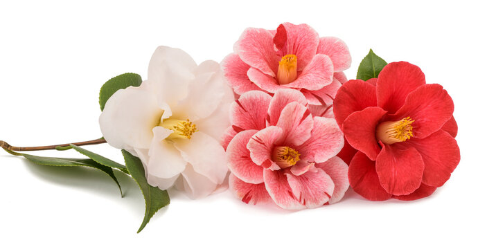Camellia flowers bunch
