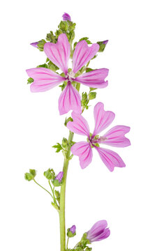 Common mallow flowers