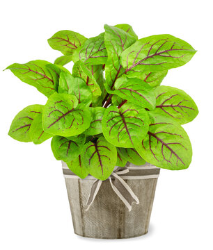 Red veined sorrel plant in  vase