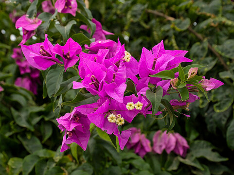  bright pink Bougainvillea flowers in the garden 
