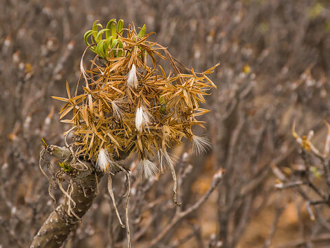  Detail of a verode plant with fluffy white fruits - Kleinia neriifolia 