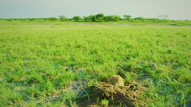 Meerkat or suricate (Suricata suricatta) digging soil to eat insects.